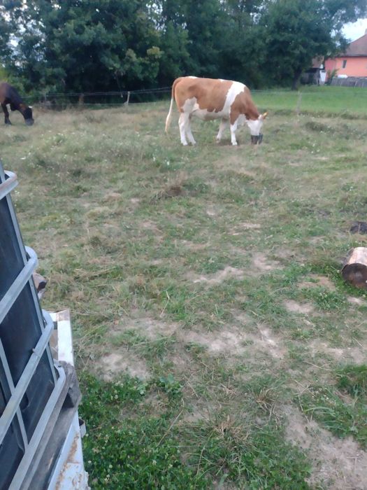 Două juninci de vânzare !!!