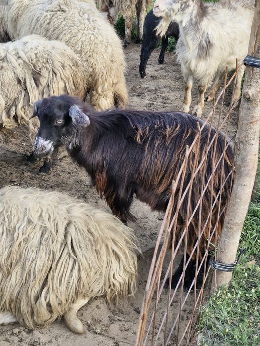 Vand capre de 1 an si iezi intarcati de 1 saptamana