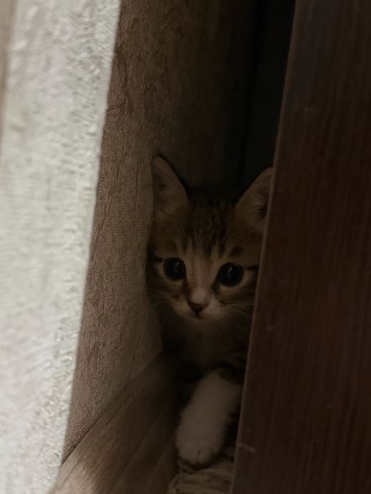 Отдам котят в добрые руки)