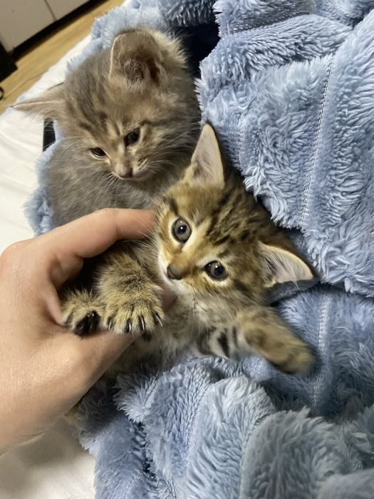 Отдам котят бесплатно