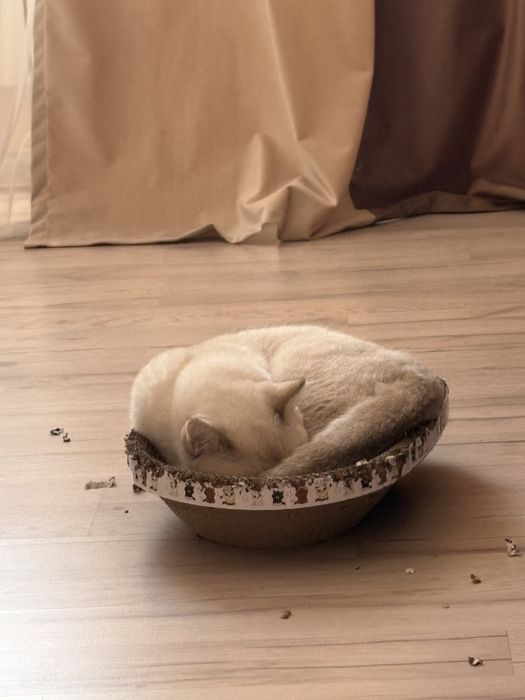 Котенок кот мальчик 8 месяцев