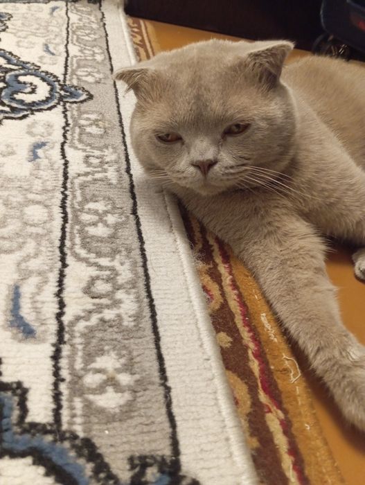 Кот британский вислоуха