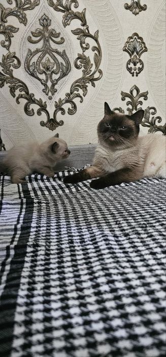 Продаются тайские котята