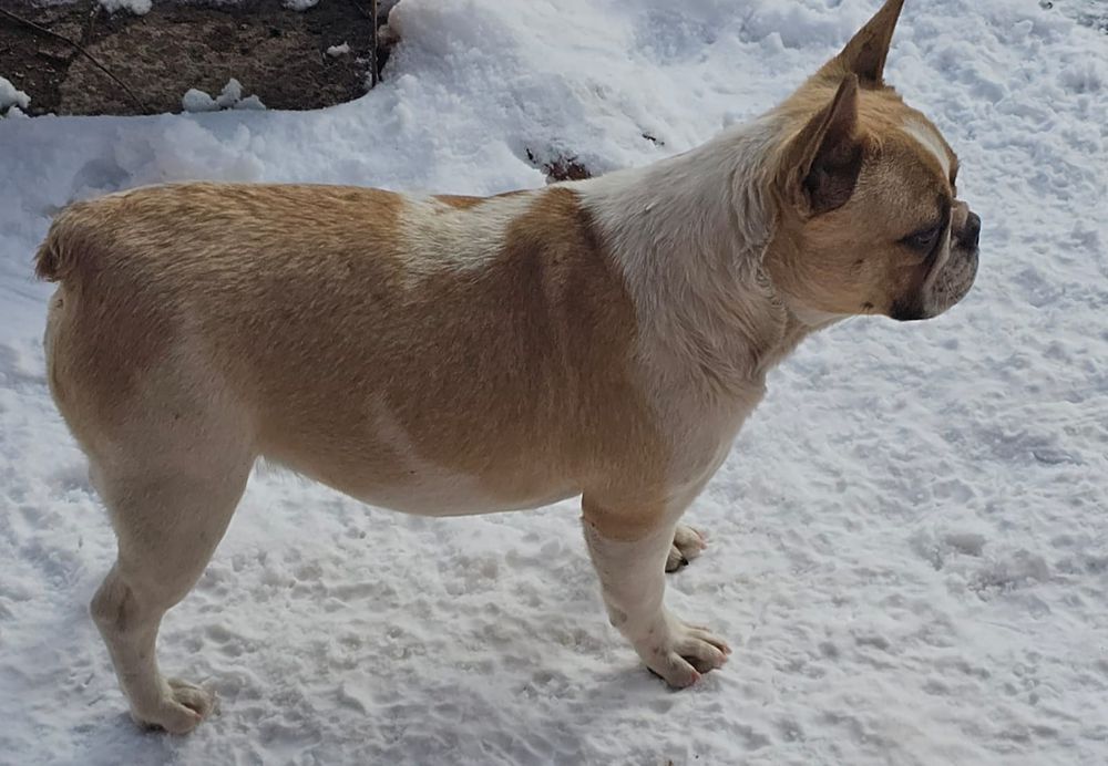 Продам Срочно Щенка