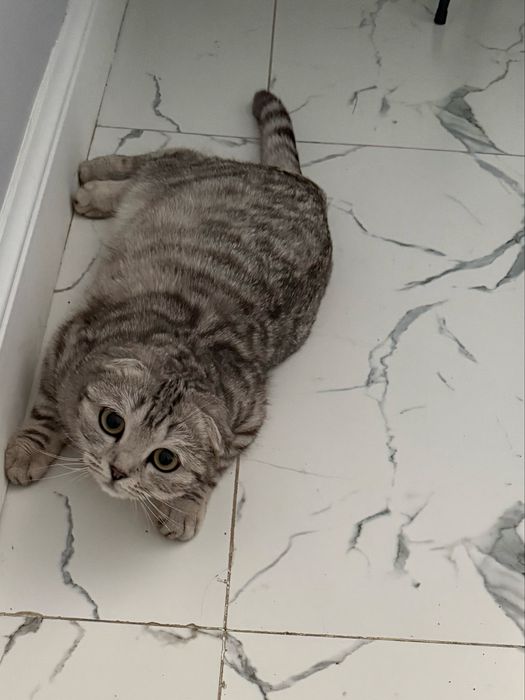 Кошка шотландская вислоухая