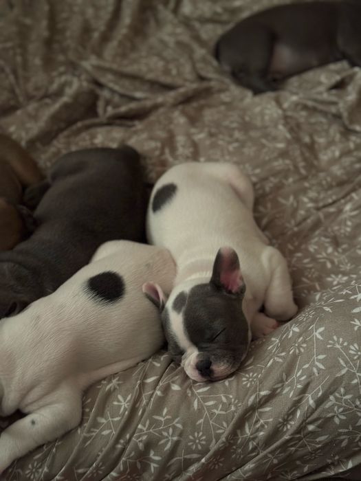 Френски булдог син ген с родословие