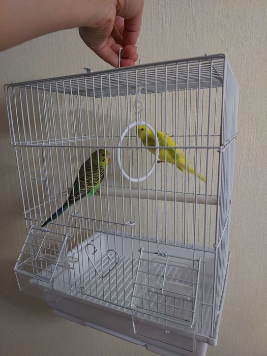 Попугайчики клетка корм