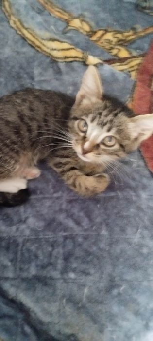 Отдам  котёнка ( 2 мес., девочка), в хорошие, добрые руки