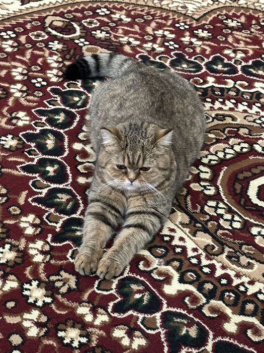 Продам свою кошку шиншила