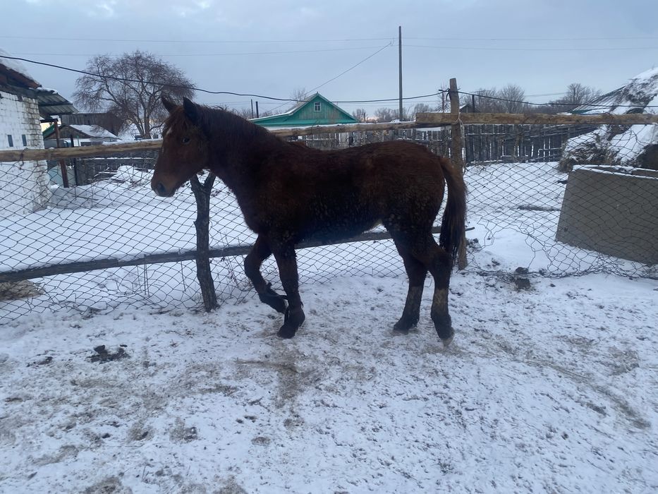 Продам лошадей 2 летка