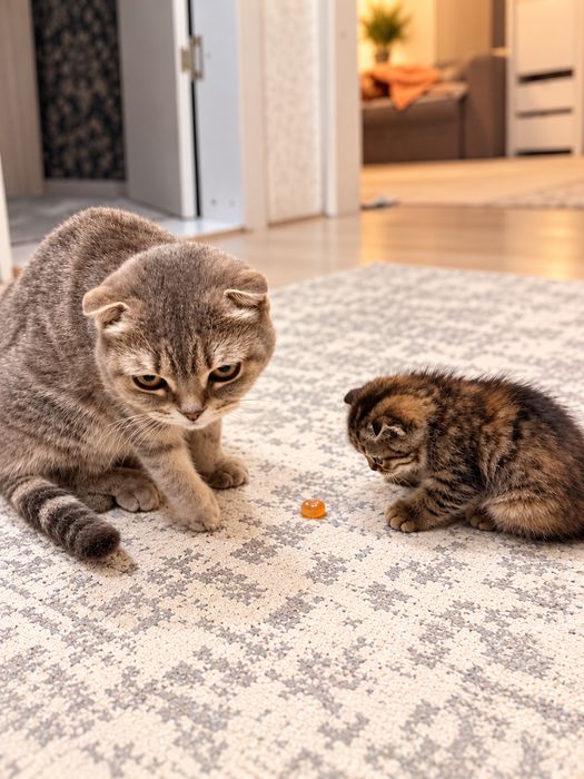 Шотландский вислоухий котенок