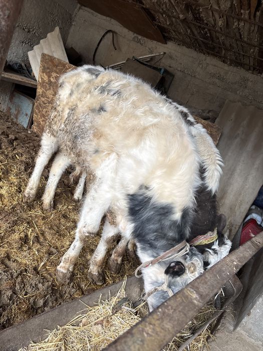 2 бас бука… 1 кышкентайы 230000 тг