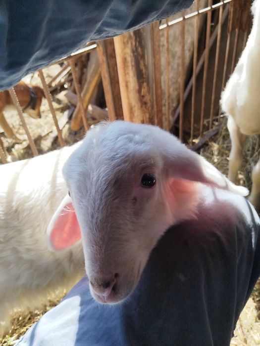 Vând  sau schimb berbecuti Assaf și Lacauna