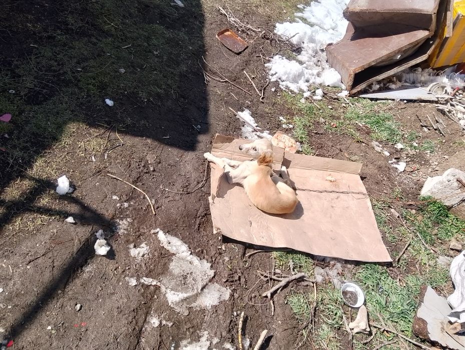 Щинок чистый таза