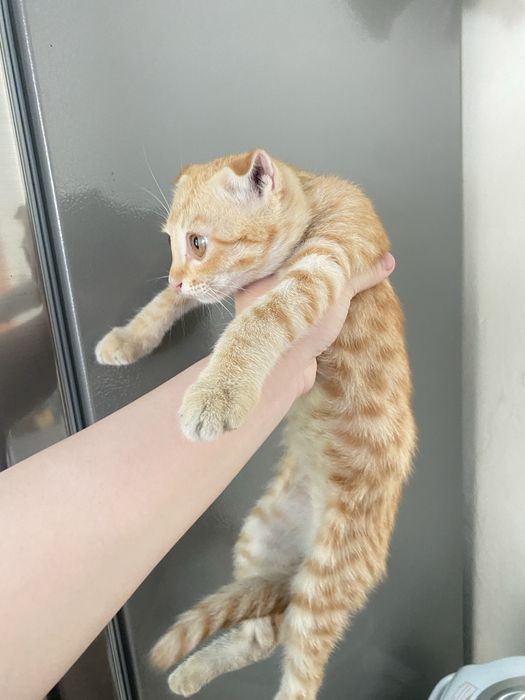 Котята в хорошие руки