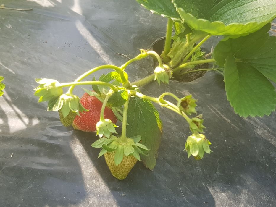 Stoloni de capsuni care fructifică tot anul , până cade gerul