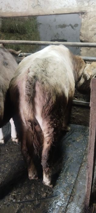 Бычек и телка продам