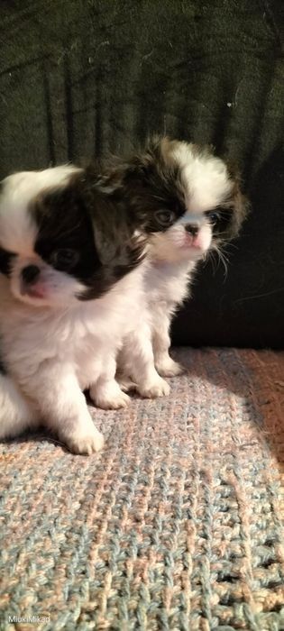 Щенки японского хина.