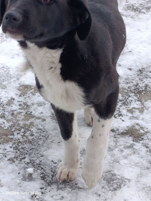 Срочно Отдам щенка в добрые руки