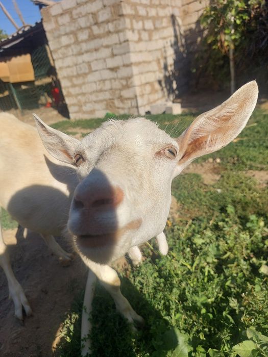 Ечки махсулотлари