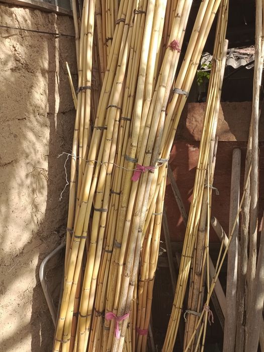 Бамбук (корни) продам