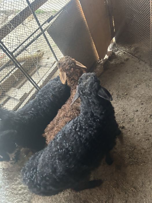 Қозылар сатылады