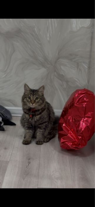 Вязка нужна кошка