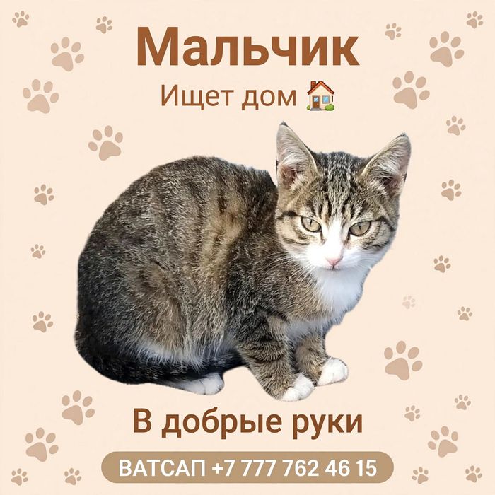 Котяткам нужен дом