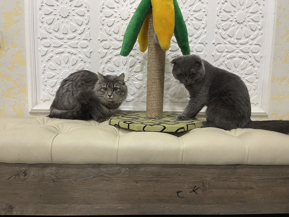 вязка,скотиш фолд