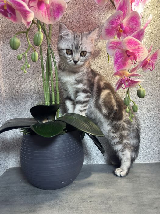 Котенок девочка шотландская