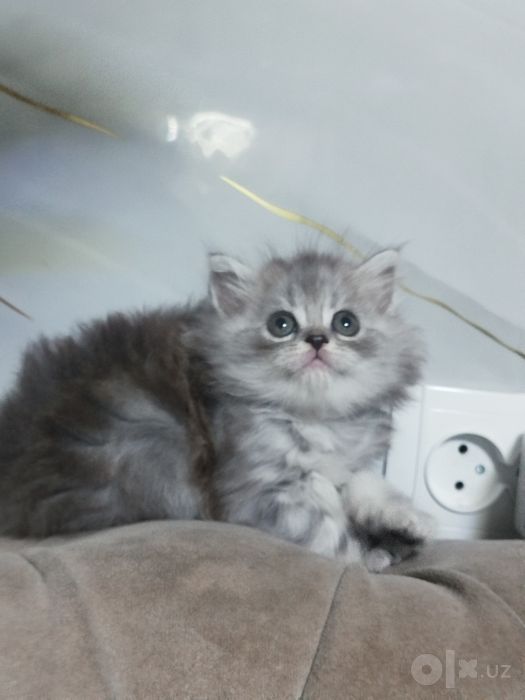 Британцы длинношерстные