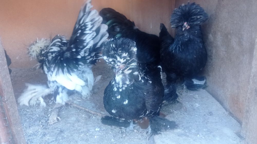 Koreys tovuq va xorozlar sotiladi