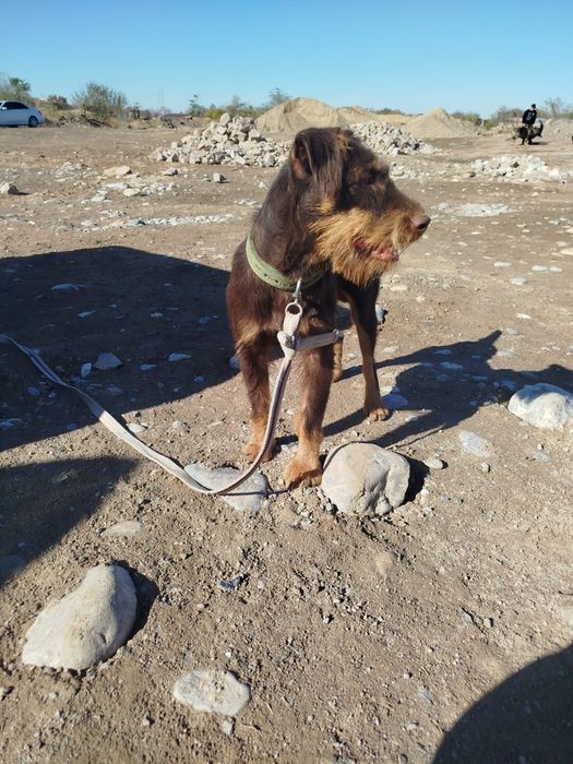 Ягдтерер еркек ургашы