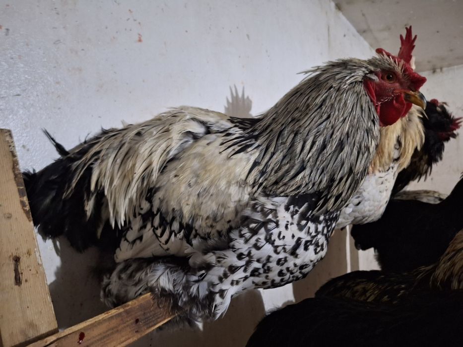 Vând cocoși strumski și metisuri