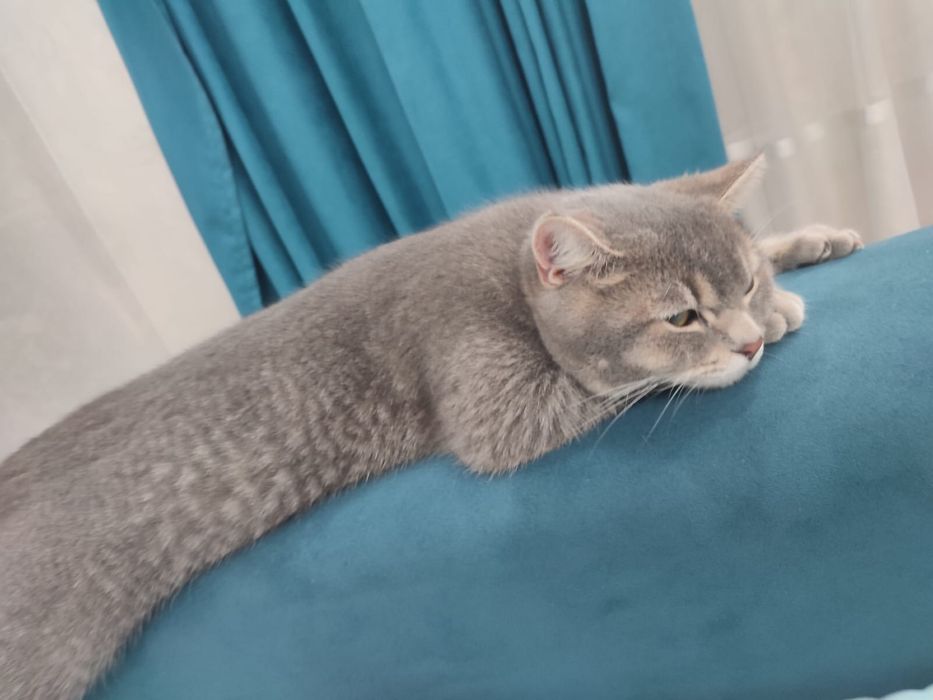 Метис, в добрые руки