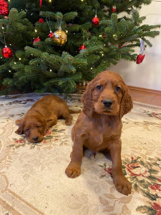 Cățel setter irlandez