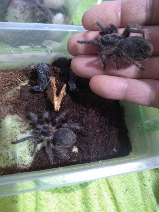 Тарантула tarantula