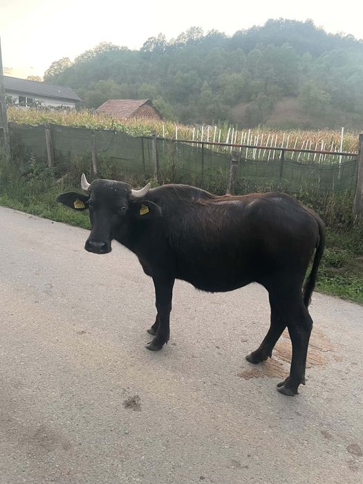 Vând viței de bivol!!
