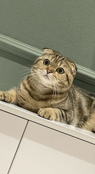 Продаётся скотиш фолд