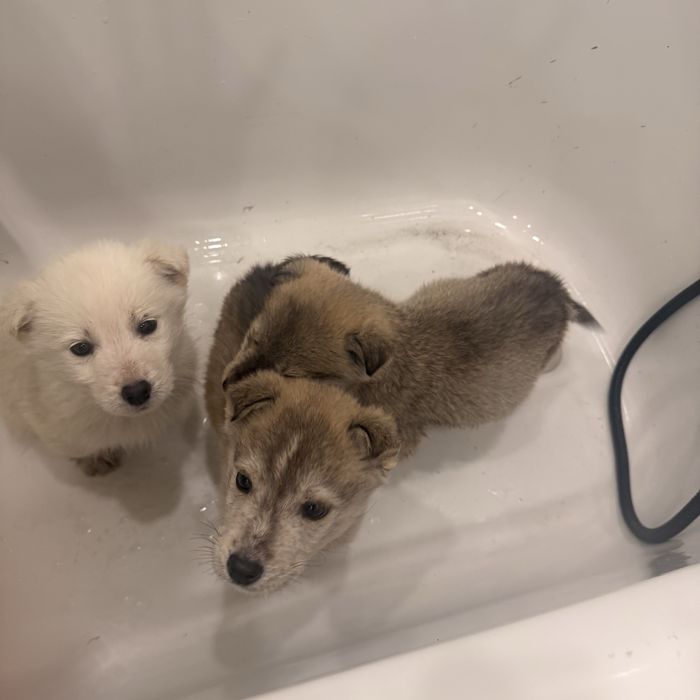 Щенки. Порода Лабски