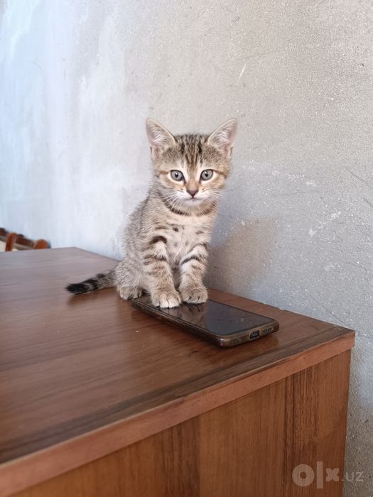 Отдам в добрые руки маленького котёнка.Kichkina mushukchani mehribon q