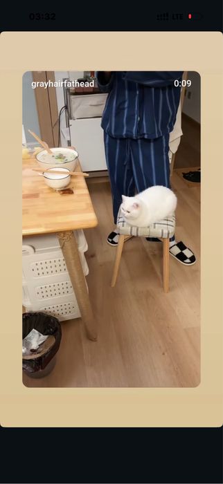 Mushu chrpyli zotdor