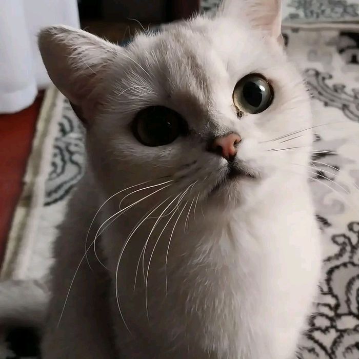 Скотиш страйт. Кошка серебристая шиншила