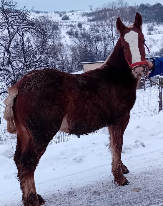 De vânzare ,mânz 7 luni.Reghin .