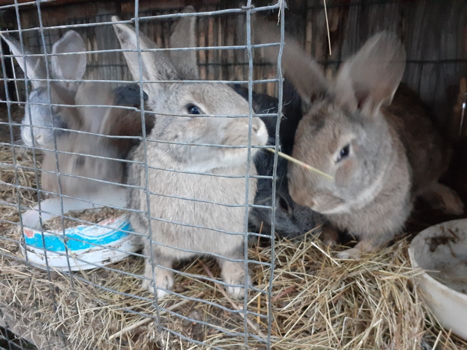 Продаю кроликов на развод