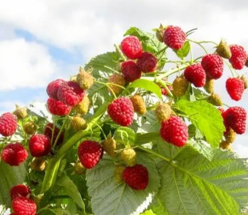 Малина кучати бор месний серхосил Тами зу́р личебны