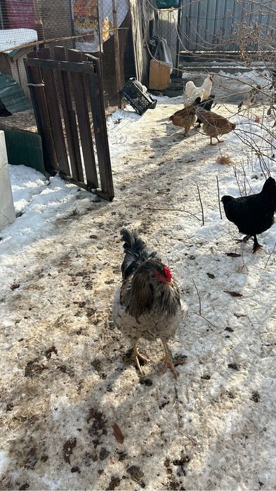 Продам петухов молодых.