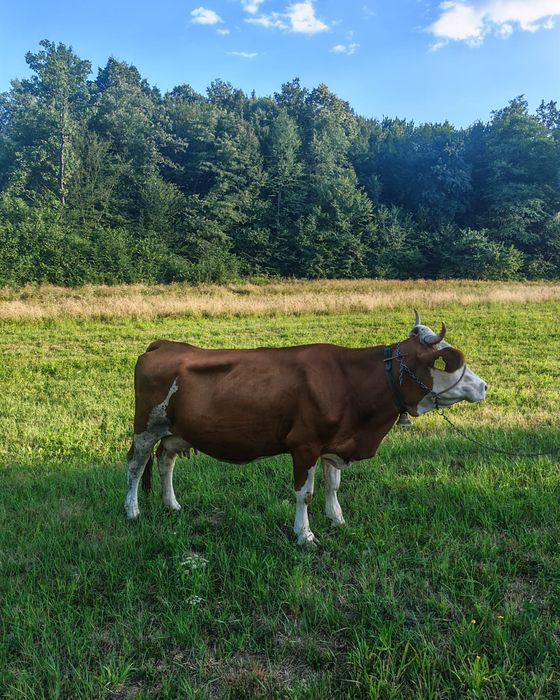 Vaca baltata 7 ani cu lapte