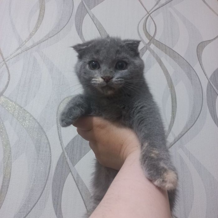 Скотиш фолд девочка