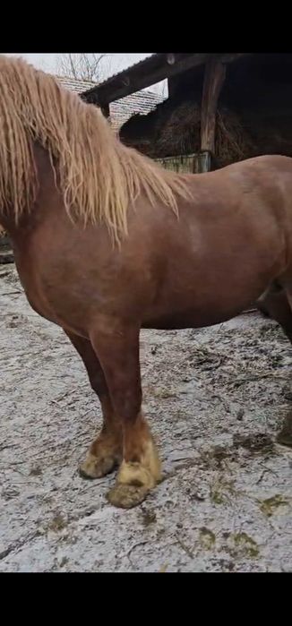 Cal semigreu-armasar